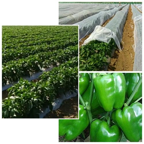 Non Woven Capsicum (Shimla Mirch) Crop Cover