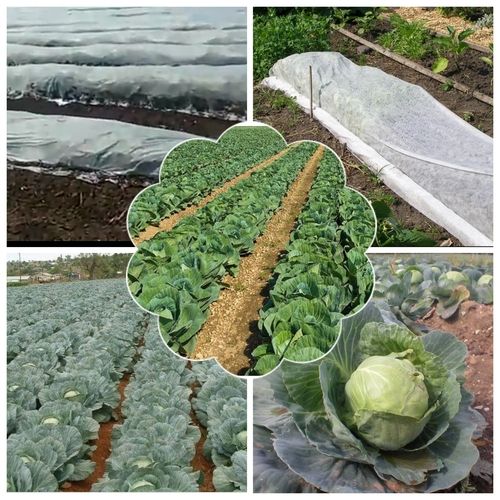 Non Woven Crop Cover For Cabbage