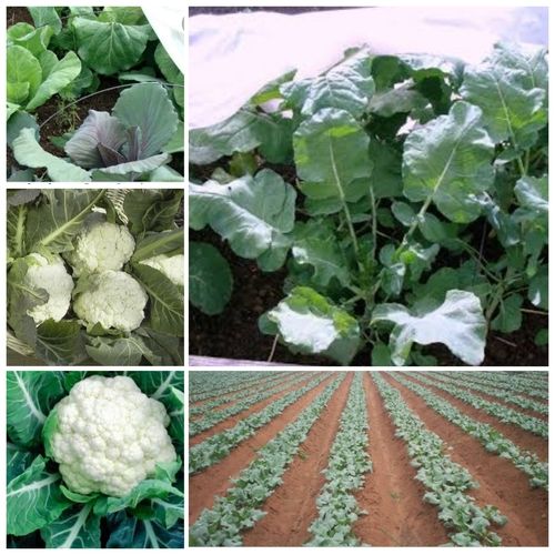 Non Woven Crop Cover For Cauliflower