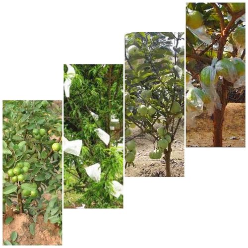 White Non Woven Guava Fruit Cover