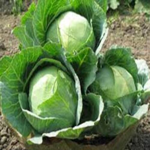 Healthy and Natural Fresh Green Cabbage