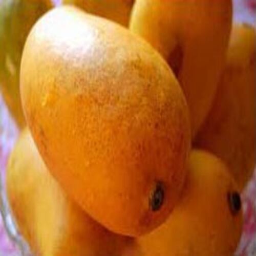 Healthy and Natural Fresh Mango