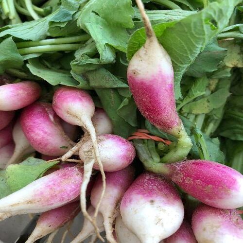 Healthy And Natural Fresh Radish