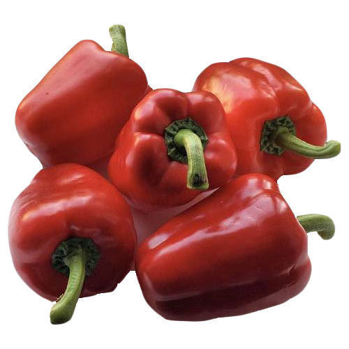 Healthy And Natural Fresh Red Capsicum Shelf Life: 5-7 Days