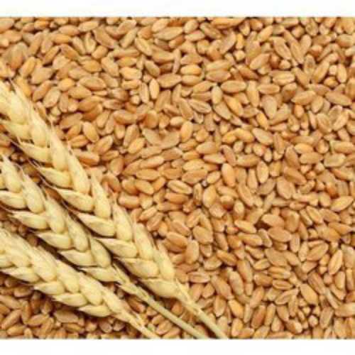 Natural Brown Wheat Grains