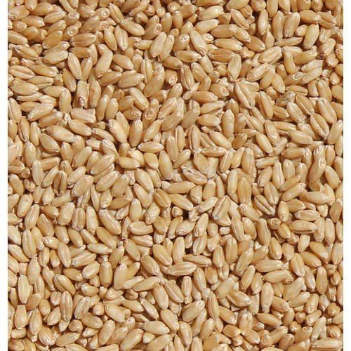 Organic Fresh Whole Wheat