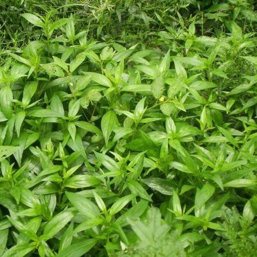 Herbal Green Boerhavia Diffusa Punarnava Ras Syrup