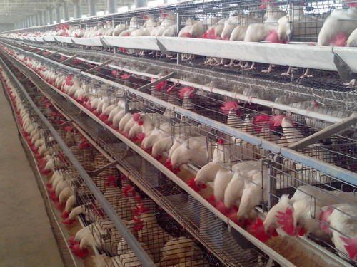 Chicken Poultry Farming