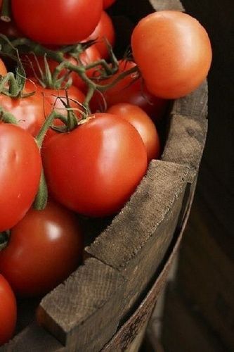 Organic Farm Fresh Tomato