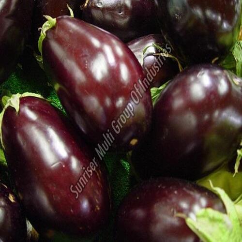 Healthy and Natural Fresh Brinjal