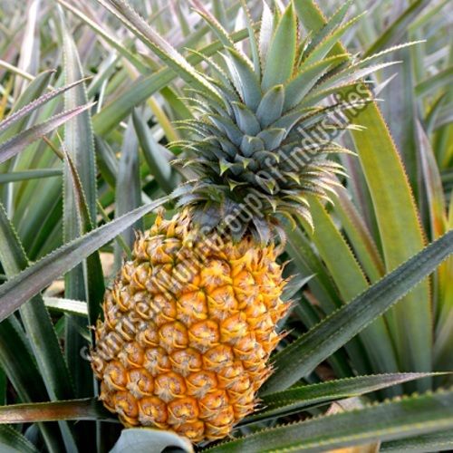 Healthy and Natural Fresh Pineapple