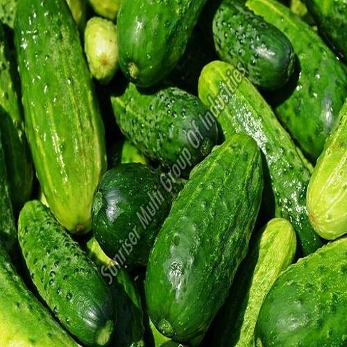 Healthy and Natural Green Fresh Cucumber