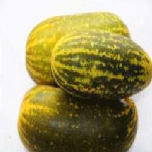 Healthy and Natural Organic Fresh Vellary Cucumber