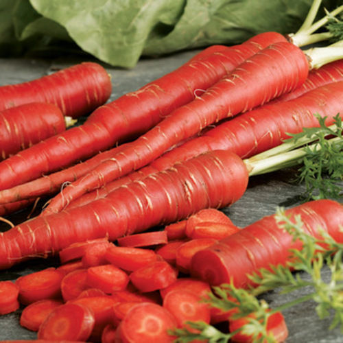 स्वस्थ और प्राकृतिक ताजा लाल गाजर