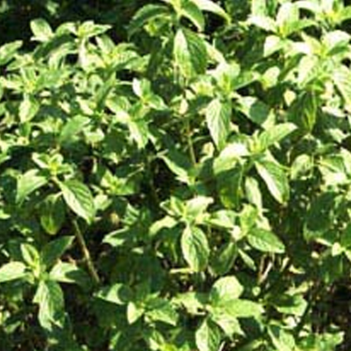 Leaf Acetate Or CIIS III Hexanol Basil Oil