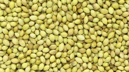 100% Natural Coriander Seeds