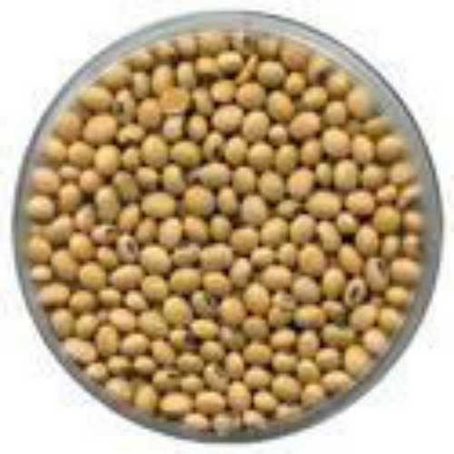 Brown Color Soya Bean Origin: India