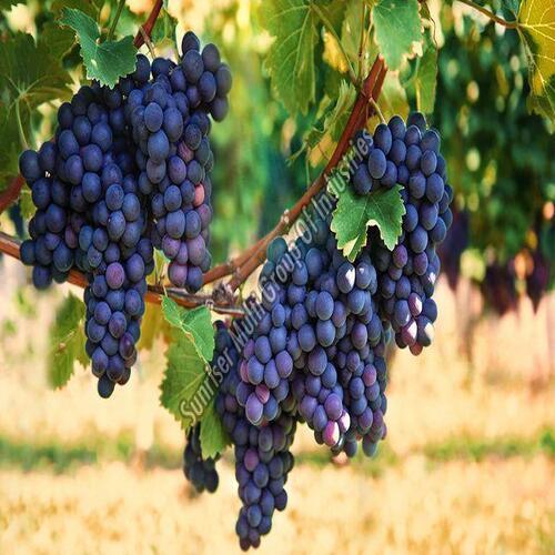 Healthy and Natural Fresh Black Grapes