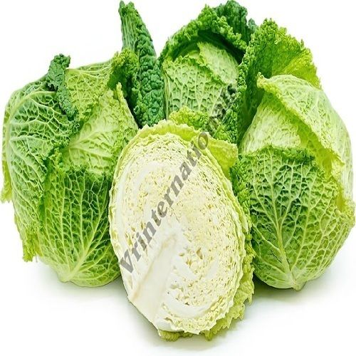 Healthy and Natural Fresh Savoy Cabbage