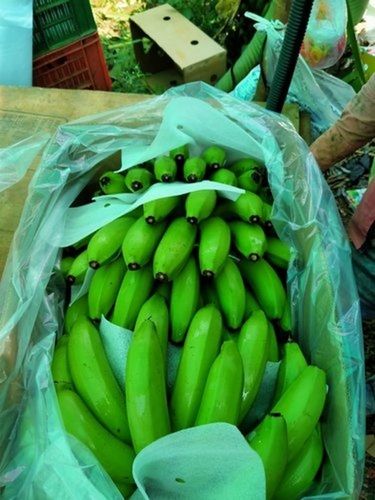 Organic High Fiber Green G9 Cavendish Banana