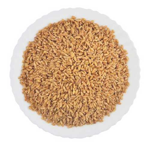 Organic Golden Wheat Grains