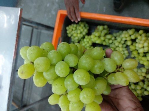 Organic Green Thompson Seedless Fresh Grapes