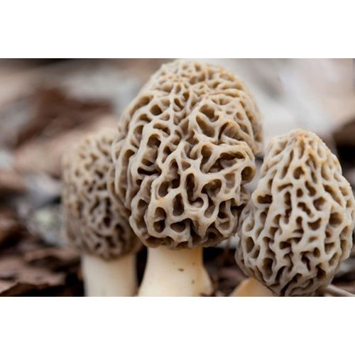 A Grade Dry Mushroom