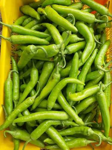 A Grade Green Chilli Shelf Life: 2 Week