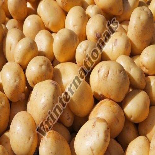 Healthy and Natural Chandramukhi Potato