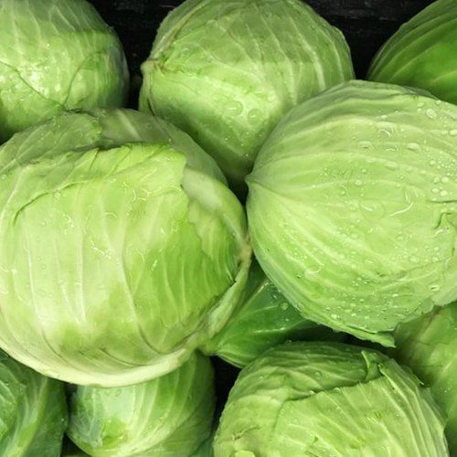 Healthy And Natural Fresh Cabbage