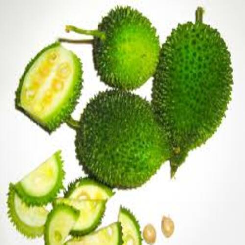 स्वस्थ और प्राकृतिक ऑर्गेनिक फ्रेश स्पाइन लौकी