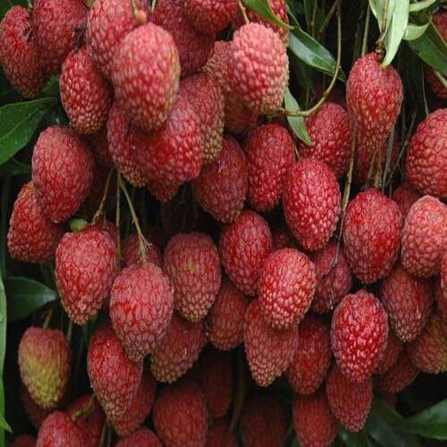 Healthy And Natural Fresh Litchi Size: Standard