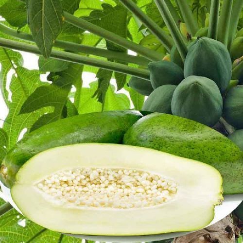 Healthy and Natural Organic Fresh Green Papaya