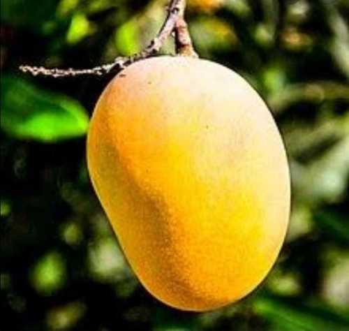 Sweet Fresh Tasty Mango