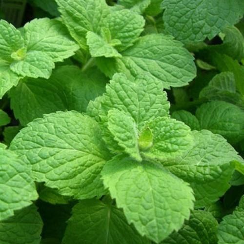 Organic Fresh Green Mint Leaves