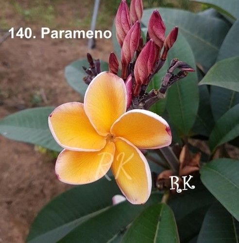 Plumeria Thai Parameno Plant