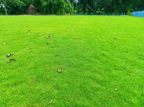 Mexican Natural Green Lawn Carpet Grass