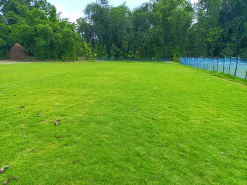 Green Mexican Natural Lawn Fresh Grass