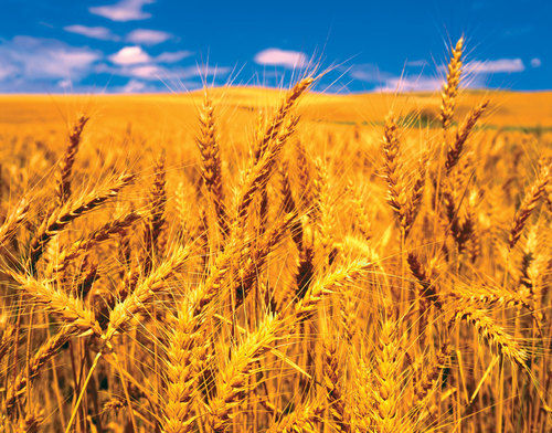 Organic Golden Wheat