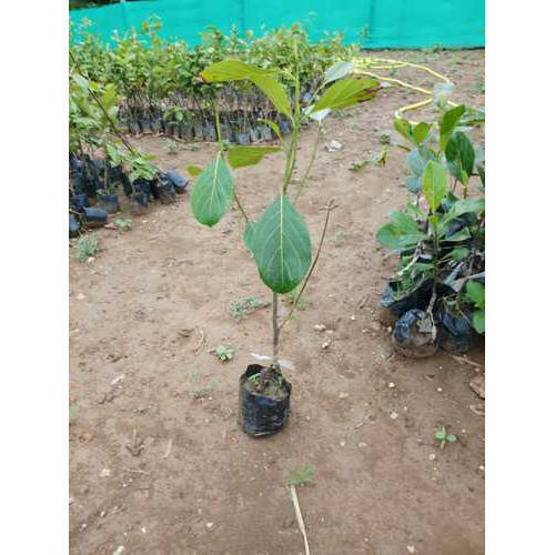 2Ft Green Jackfruit Plant