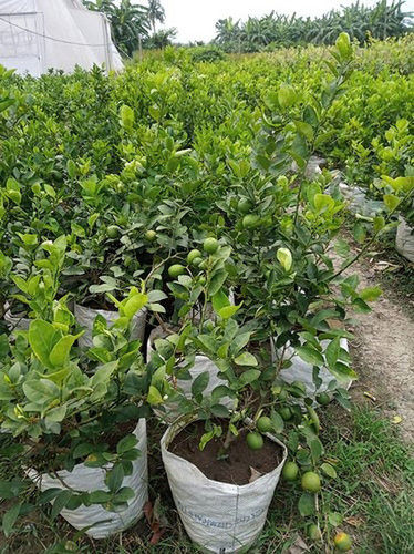 Green Baramasi Kagzi Lemon Plants