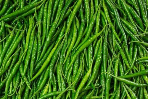 Healthy and Natural Organic Fresh Green Chilli