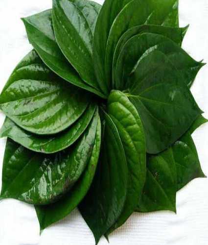 Green Highly Effective Betel Leaves