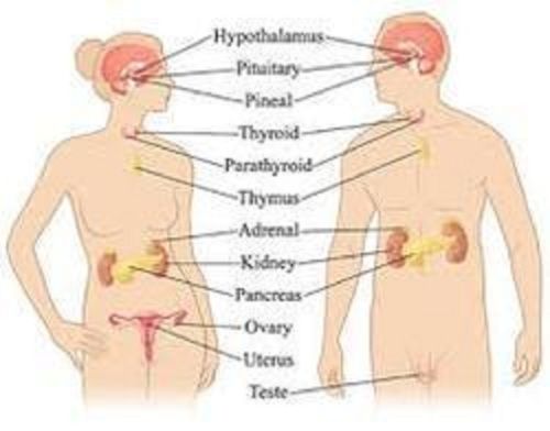 Hormones Pharmaceutical Product Testing Service