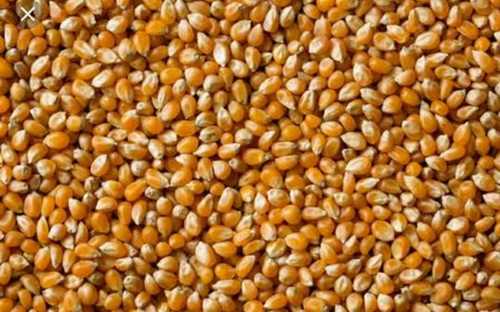 Human Consumption Corn Seed