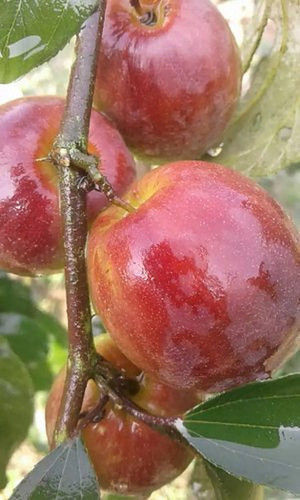 Green Kashmiri Apple Ber Plants