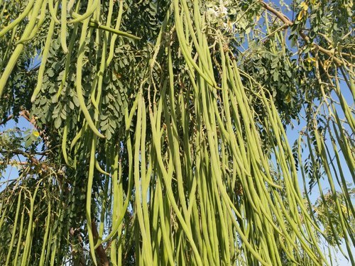 Natural Moringa Green Plants