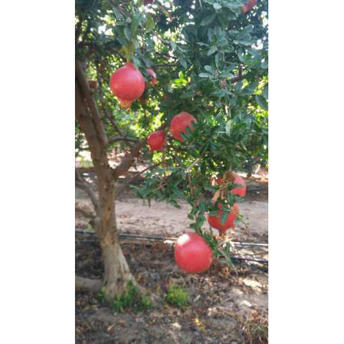 Natural Pomegranate Green Plant