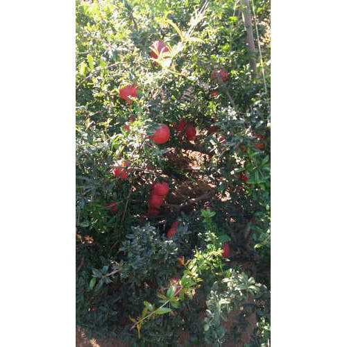 Natural Pomegranate Green Plants