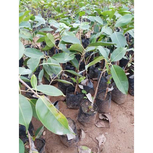 Seedless Jamun Green Plant